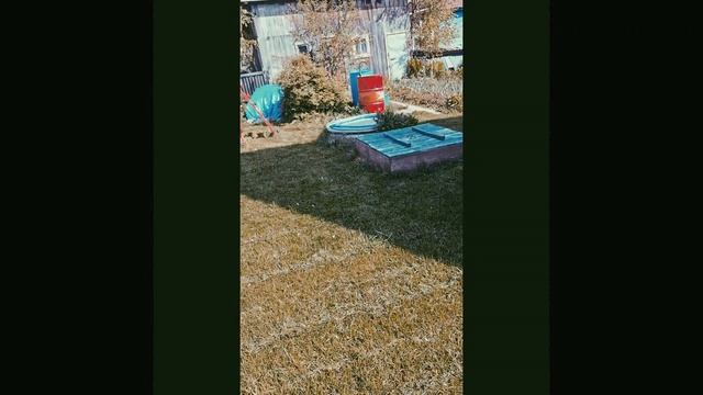 1000025217.mp4 (Собака наблюдает за стрижкой газона у дома А- фрейм)
