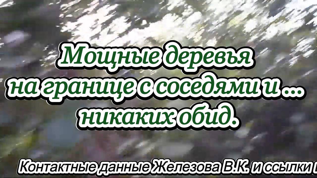 Мощные деревья на границе с соседями и … никаких обид.