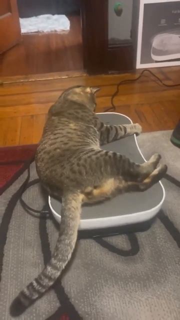 Коти вибромассажер