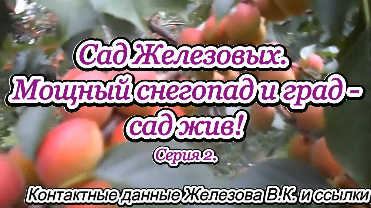 Сад Железовых. Мощный снегопад и град - сад жив! Серия 2.