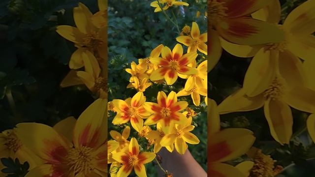 Биденс: сортов много! Показываю самые лучшие!!!