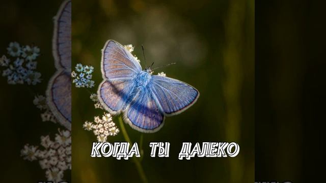 КОГДА ТЫ ДАЛЕКО Музыка Сергей Грищук