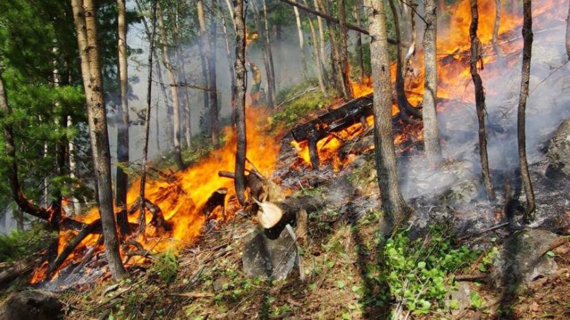 Площадь лесных пожаров в Бурятии увеличилась почти до 116 тыс. га