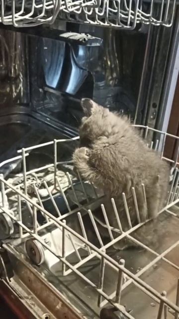 Размышления кота в посудомойке