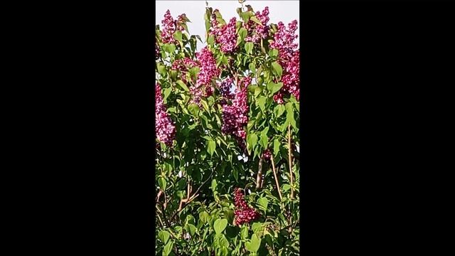 Сирень