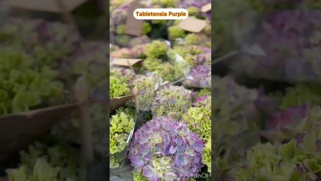 Курли Вурли и Таблетензия