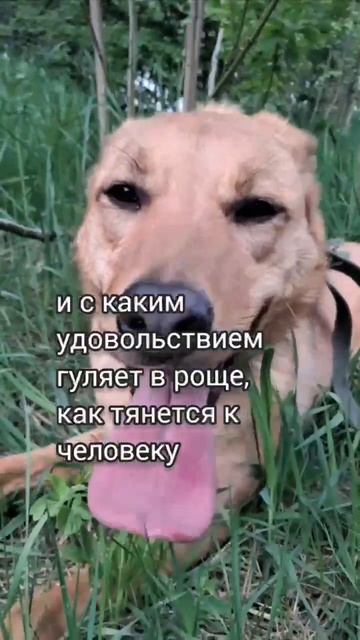 Синди из приюта ищет дом /Москва, Некрасовка