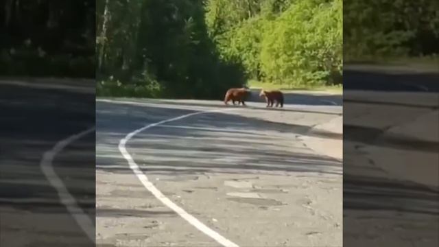 Жёсткий файтинг медвежат недалеко от Межгорья.
