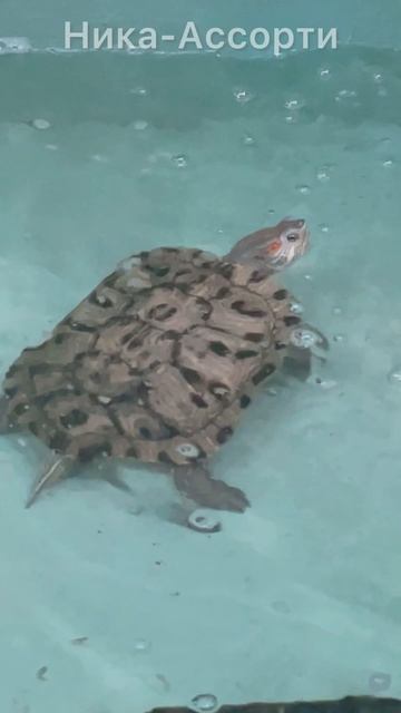 🐢Черепашки :D