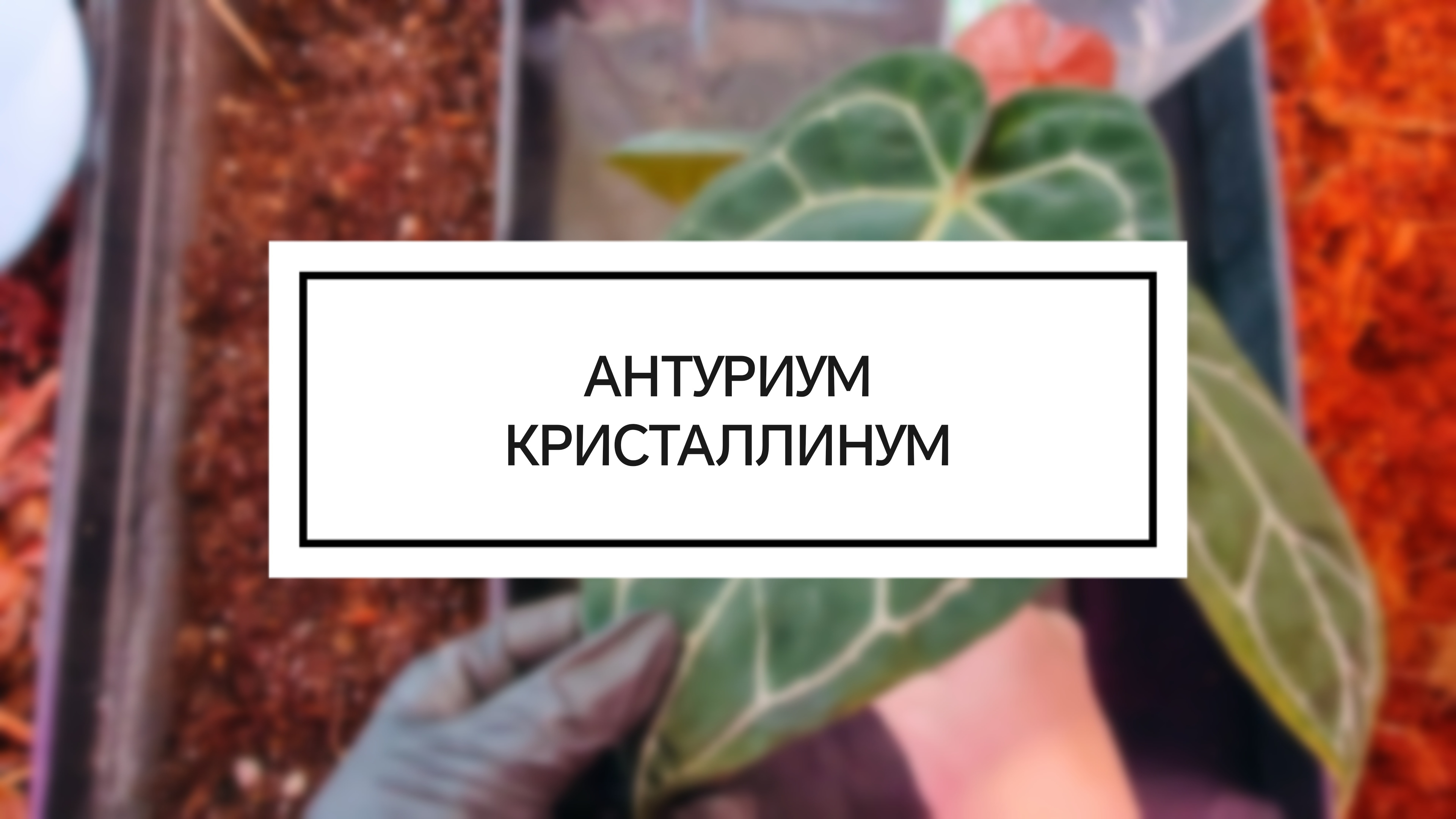 Антуриум кристаллинум (хрустальный): посадка в закрытую систему