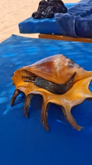 Познакомились😍, посмотрели и унесли обратно в море моллюска. Египет. Красное море.