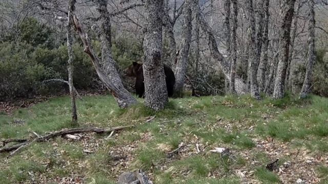 Миша видео фотоловушки