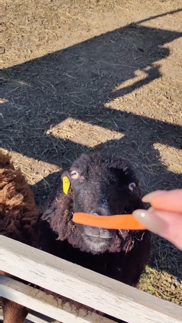 Забавные барашки Уэссан 🐑🐏