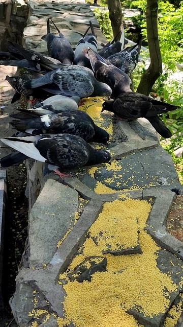 Голуби на обеде