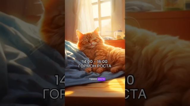 режим