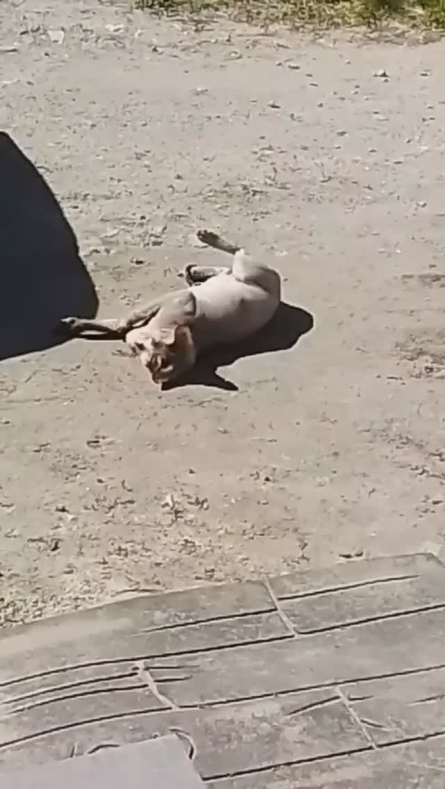 Воздушнопыльные ванны! 😆