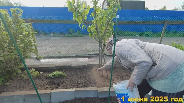 7 соток. Обрабатываю кусты и деревья от тли и ... Хроника 1 июня 2025 год