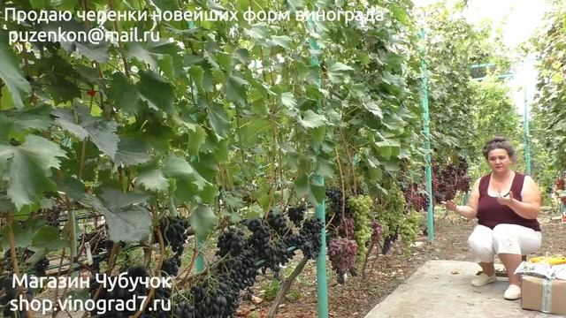 8 Плохое опыление винограда - почвенные факторы, внесение удобрений (Пузенко Наталья Лариасовна)