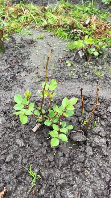 Висаджені троянди (весна 2024) 🌹 #троянди #розы #rose #flowers #gardening🌹🌹🌹