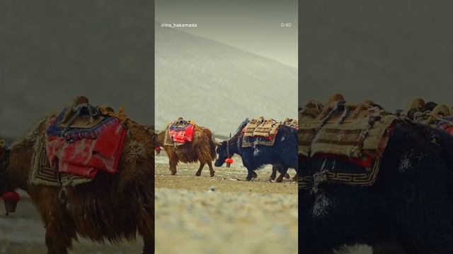 Непал и Тибет