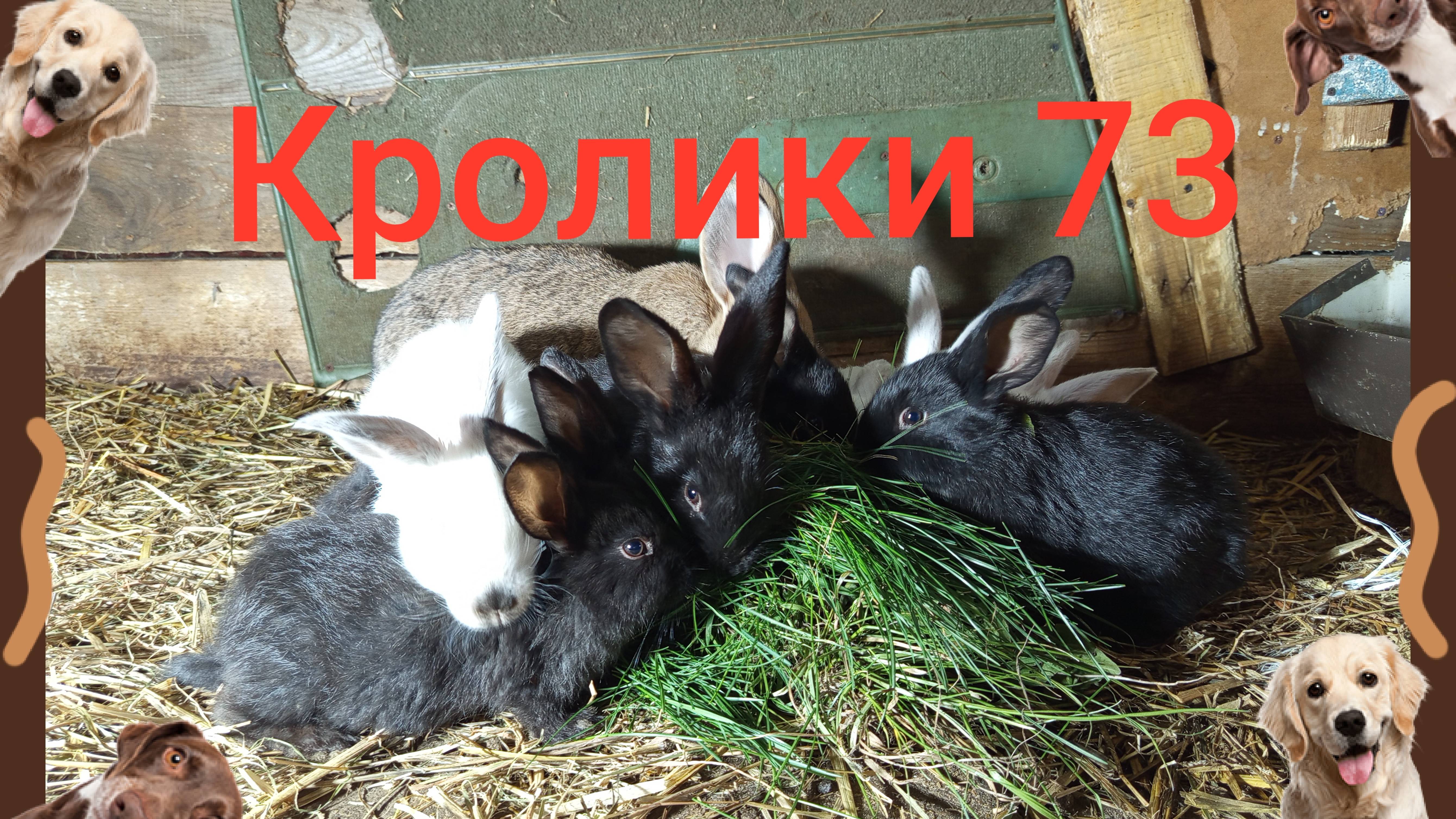 Кролики 73 ...