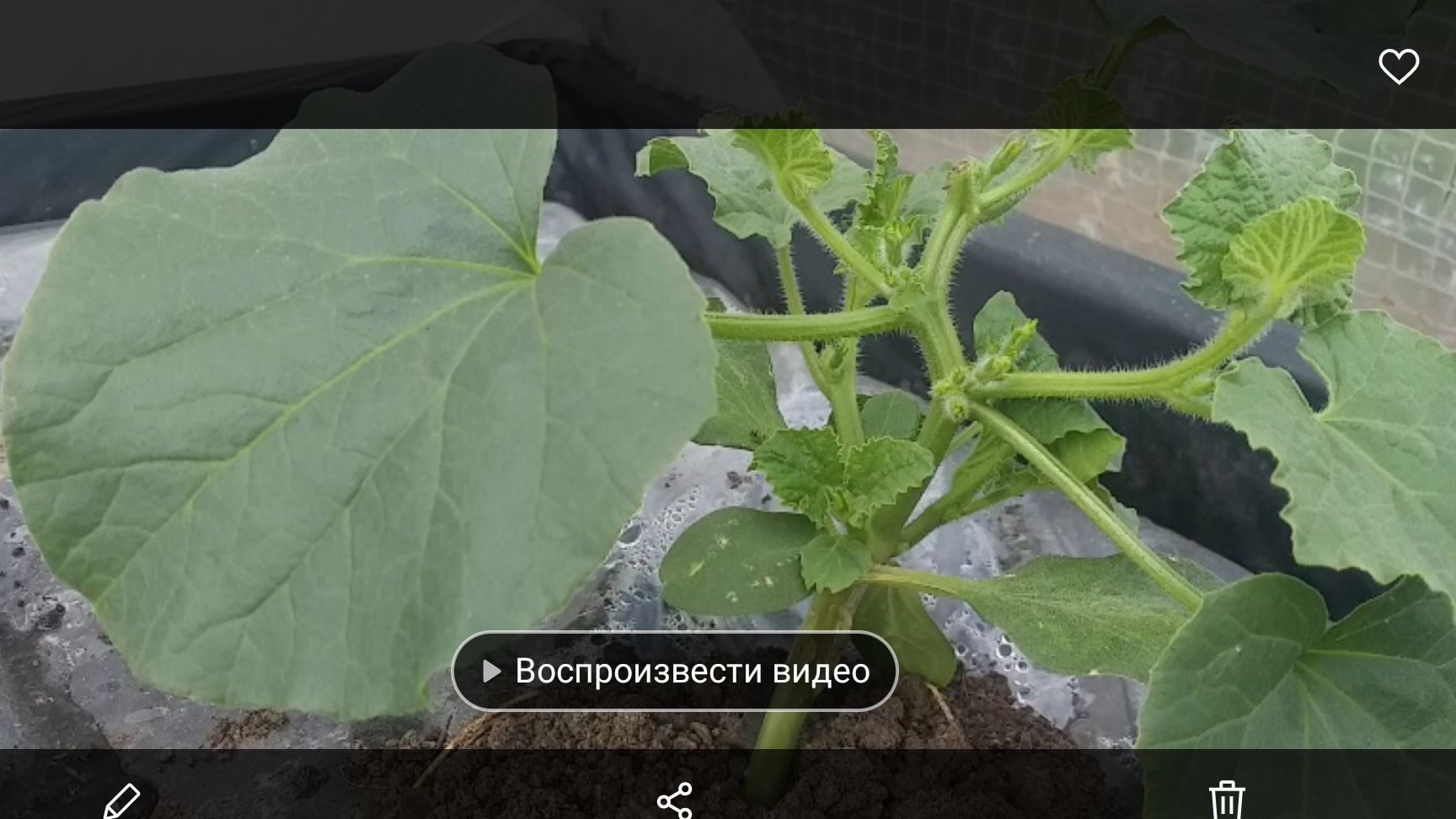 Дыня  в Нижегородской области 14 дней от посадки