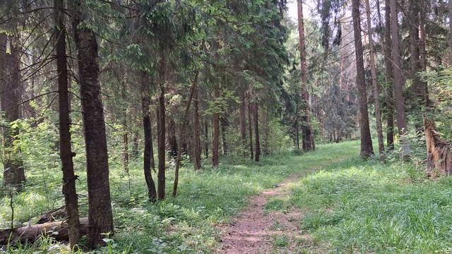 Новая тропинка в нашем лесу, и оглушительное пение птиц 🐦