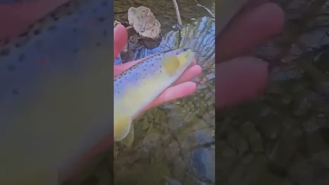 Рыбалка на маленьком ручейке