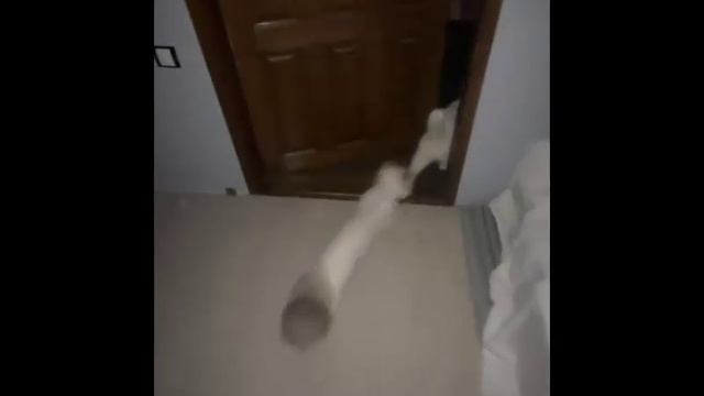 Коты в стиле "не идёт тебе этот цвет"