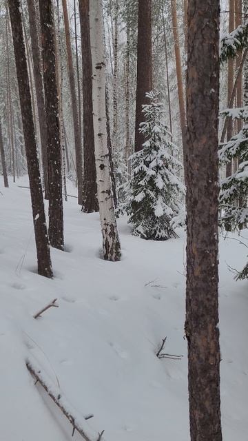 По зайчьим тропам...