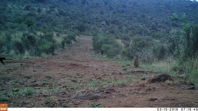 Remote Cameras Confirm Rare Black Leopards Living in Kenya | Nat Geo Wild