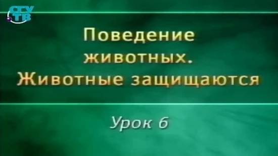 Животные защищаются # 6. Химическое оружие животных