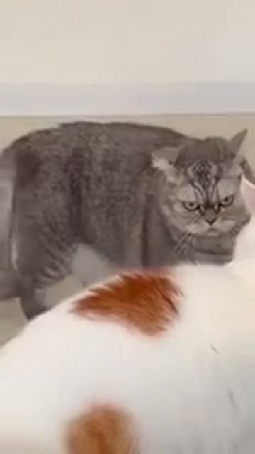 Очень суровый котик,но...❤️❤️❤️😻