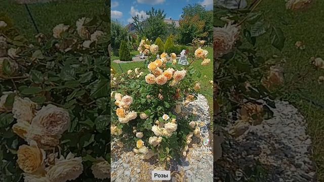 Розы в моём саду.
