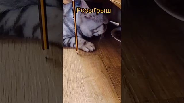 Розыгрыш. Кот и коробка