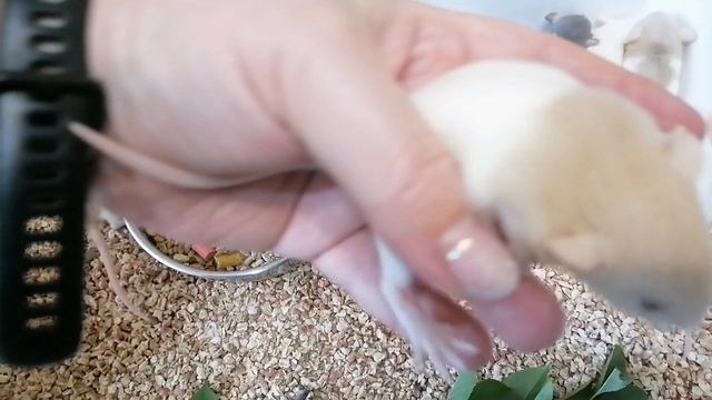 Малышки крыски. Ясли 2