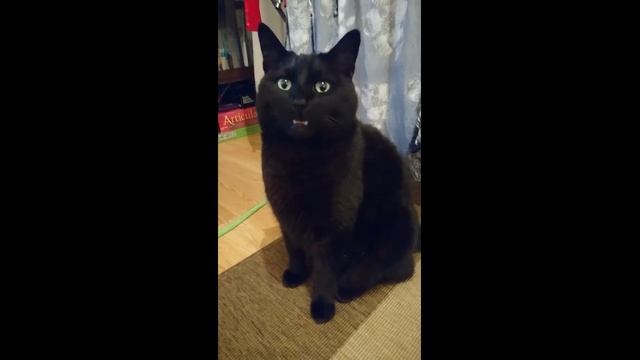 Мяу от черного кота - 2017 год