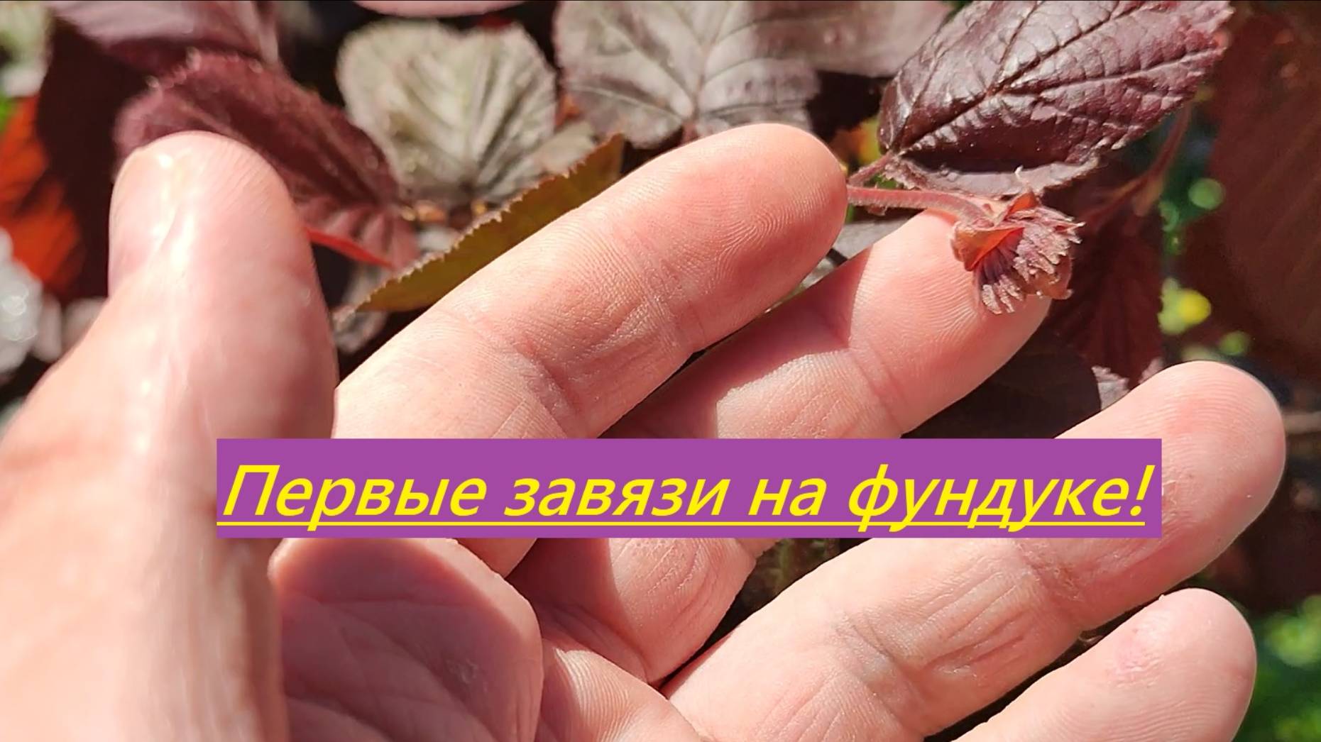 Первые завязи на фундуке (Татарстан)