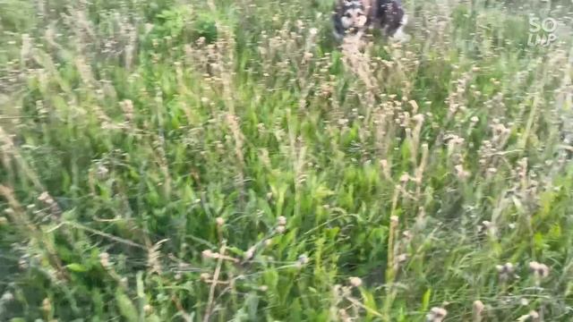 на прогулке с питомцем я не понял кто у меня собака или кот