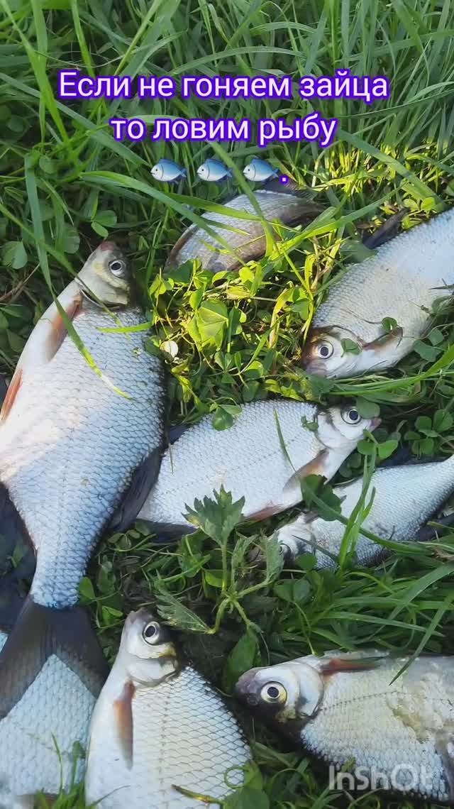 Если не гоняем зайца то ловим рыбу 🐟 🐟 🐟.#рыбалка #fishing #карп #природа