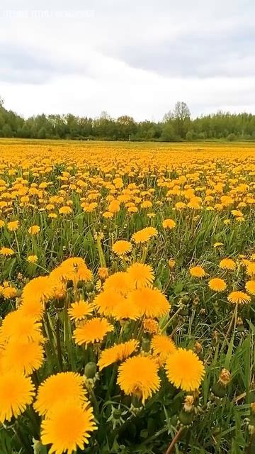 Пение жаворонка на одуванчиковом поле