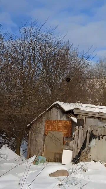 Черная птица)