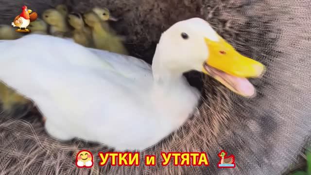 Утки с Утятами гармония во дворе 🦆🤗❣️(34)