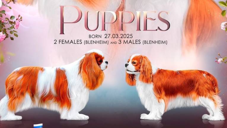 📞+7 918 974-46-90 Щенки 🐶🧿 Кавалер Кинг Чарльз спаниель ✍️ Елена Рипа