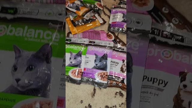 Вкусняшки из Казахстана для серого котика с поражённым носиком