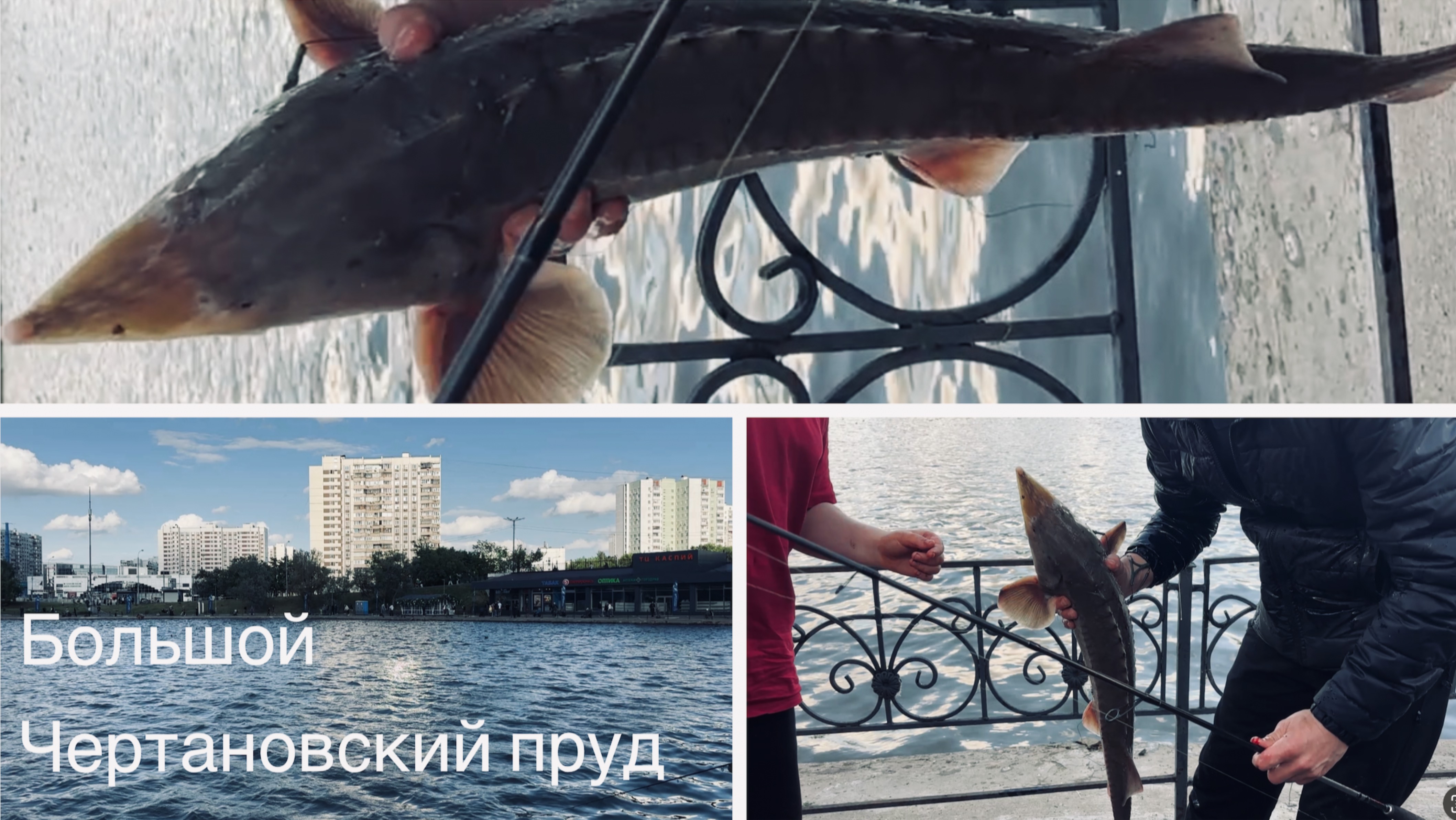 Шок! Рыбак поймал ОСЕТРА в Чертановском пруду 🙀🙀🙀