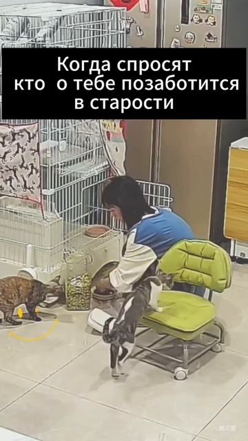 Кот поможет тебе в старости
