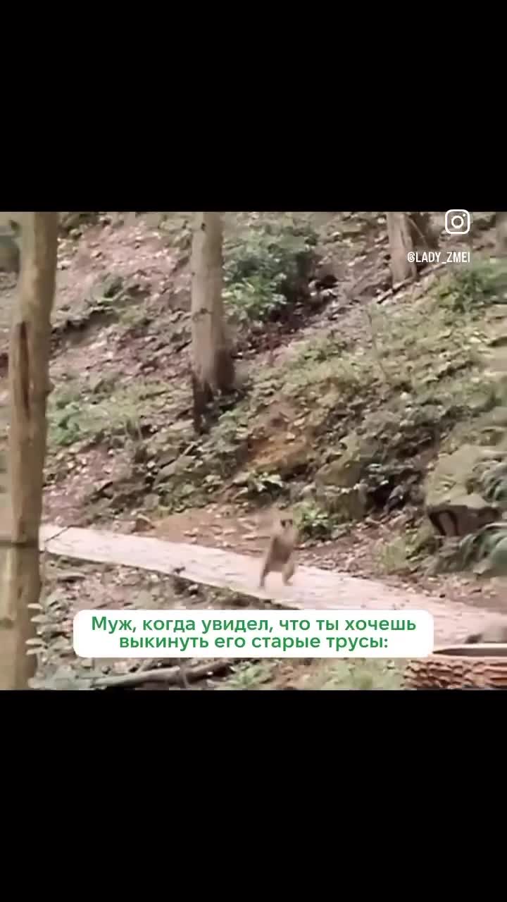 Обезьяна очень быстро бежит 🏃