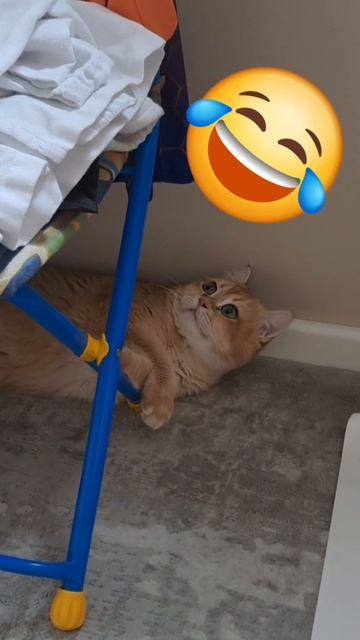котёнок GOPNO_STAEL