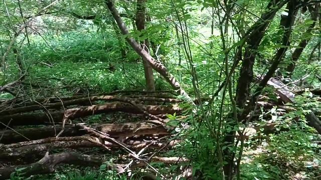 Лісові знахідки біля озера/Forest finds near the lake